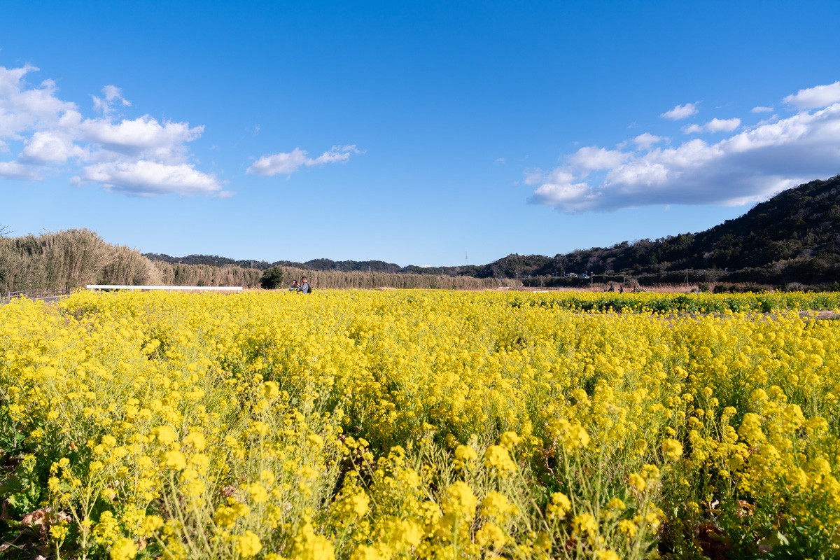 房总半岛油菜花