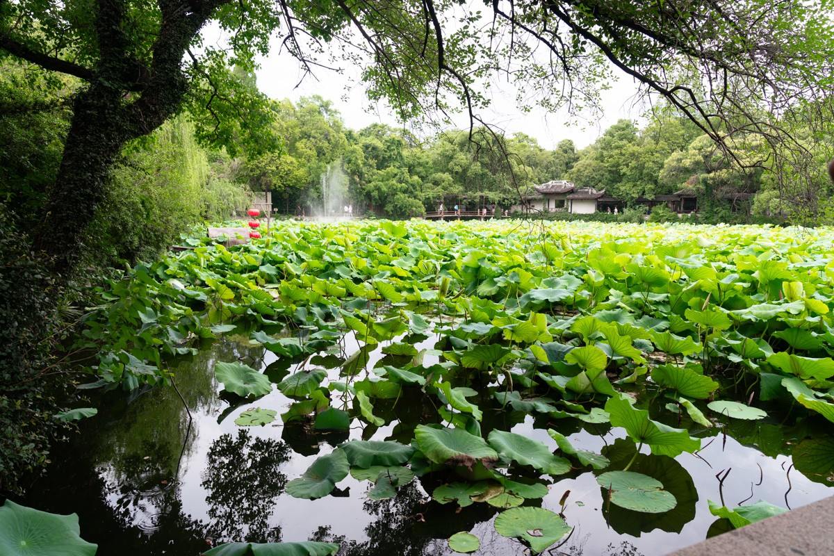 南湖荷花池，满池碧绿的荷叶