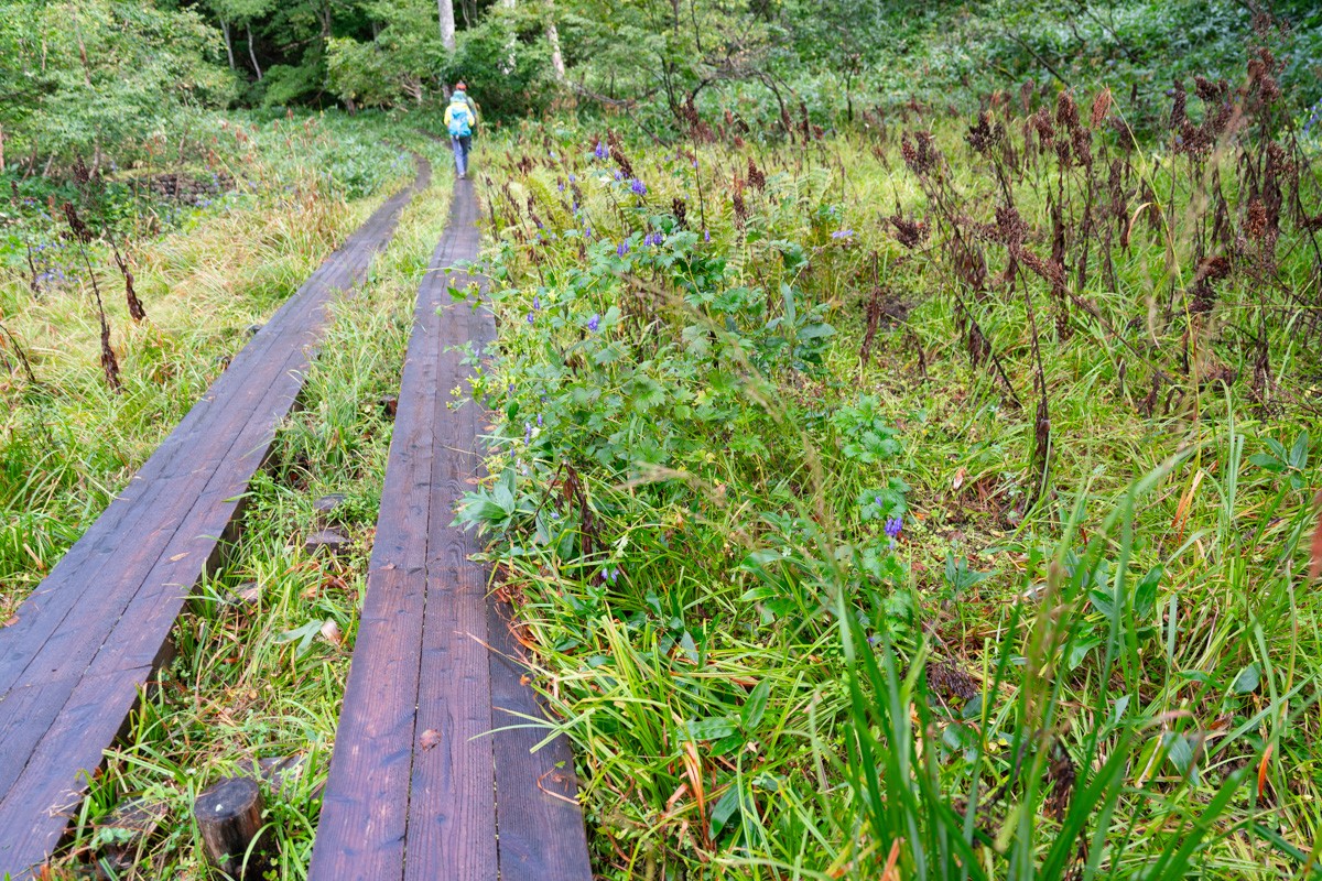 尾瀬湿原的木栈道，远处有徒步的游客